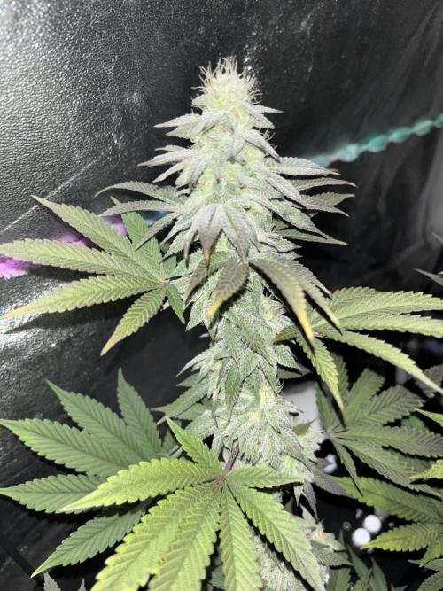 Lemon Cherry Gelato. Week 14