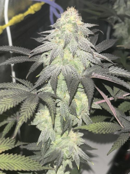 Lemon Cherry Gelato. Week 14