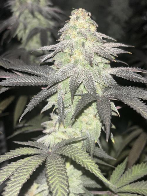 Lemon Cherry Gelato. Week 14