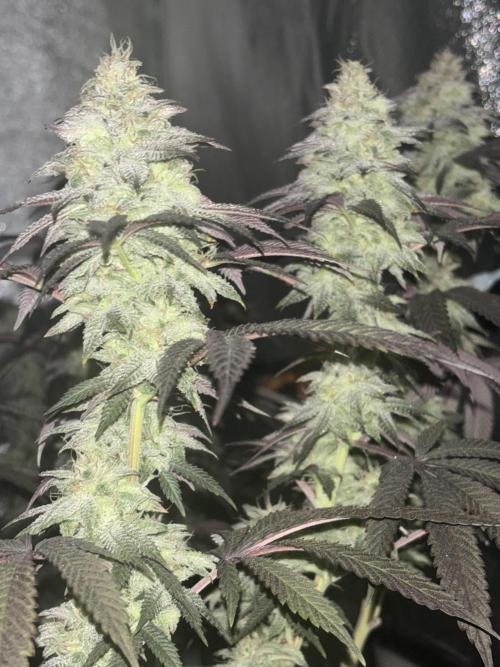 Lemon Cherry Gelato. Week 14