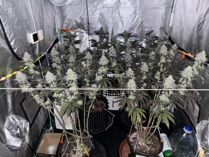 Lemon Cherry Gelato. Week 14