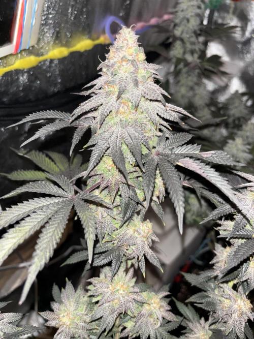 Papayton. Week 15