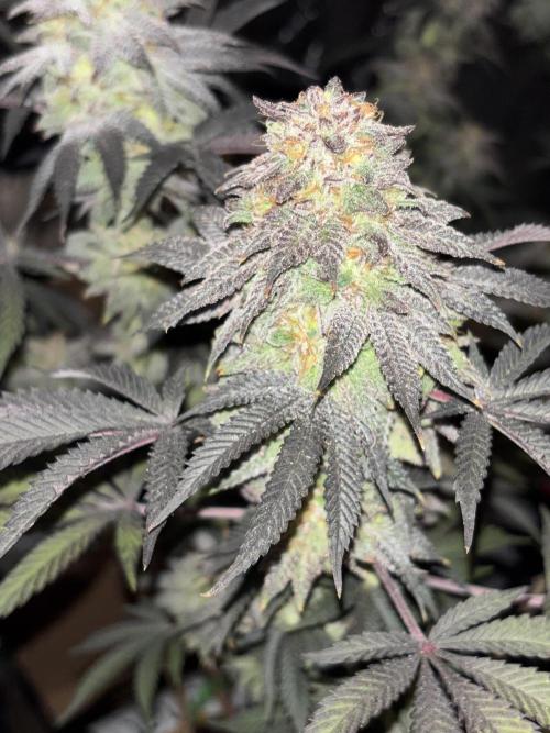 Papayton. Week 15
