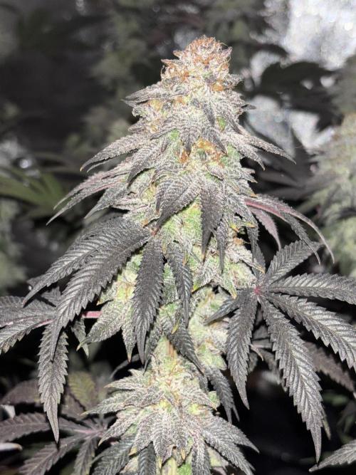 Papayton. Week 15