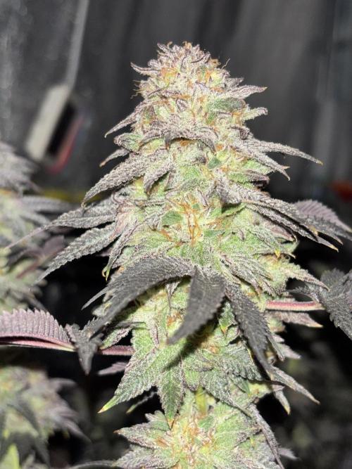 Papayton. Week 15
