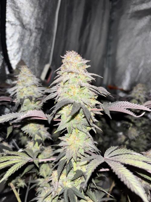 Papayton. Week 15
