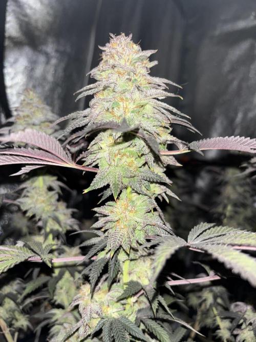 Papayton. Week 15