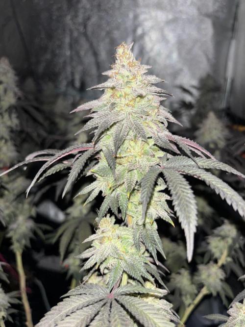 Papayton. Week 15