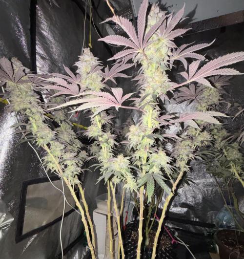 Papayton. Week 15
