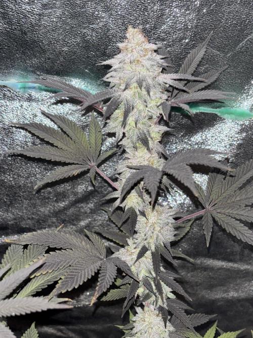 Lemon Cherry Gelato. Week 15