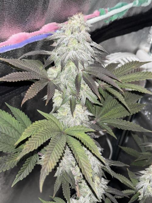Lemon Cherry Gelato. Week 15