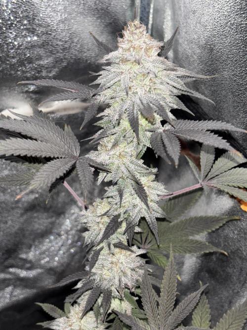 Lemon Cherry Gelato. Week 15