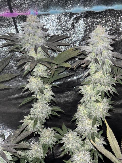 Lemon Cherry Gelato. Week 15