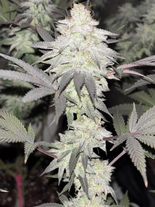 Lemon Cherry Gelato. Week 15