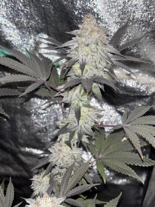 Lemon Cherry Gelato. Week 15