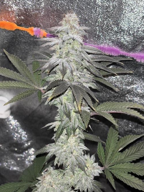 Lemon Cherry Gelato. Week 15