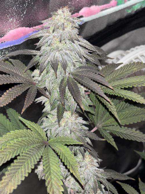 Lemon Cherry Gelato. Week 15