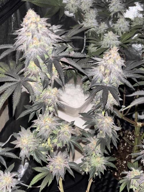Lemon Cherry Gelato. Week 15