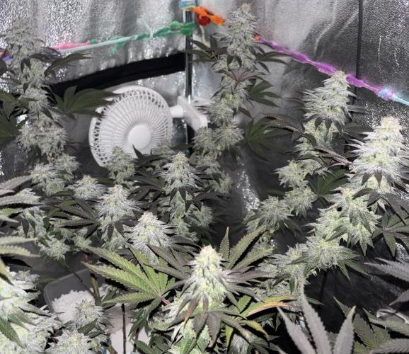 Lemon Cherry Gelato. Week 15