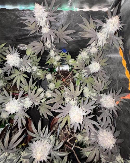 Lemon Cherry Gelato. Week 15