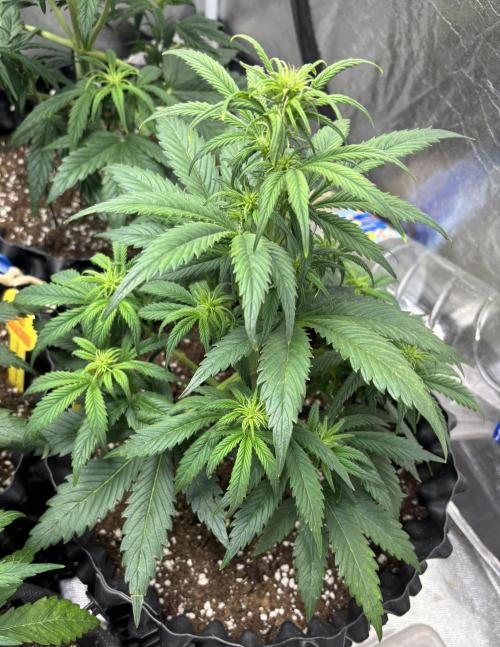 OSS autoflower show. Week 5