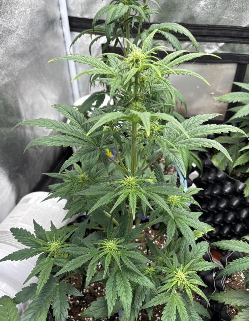 OSS autoflower show. Week 5