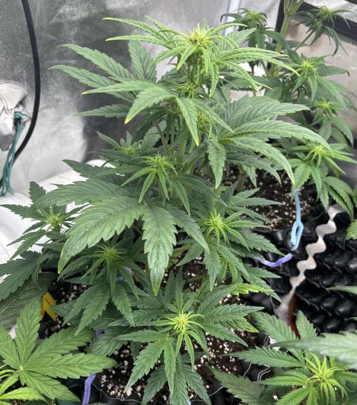 OSS autoflower show. Week 5