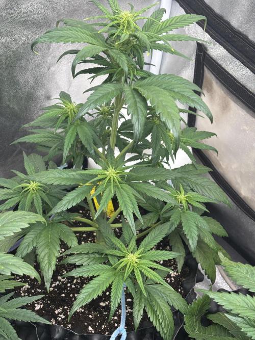 OSS autoflower show. Week 5
