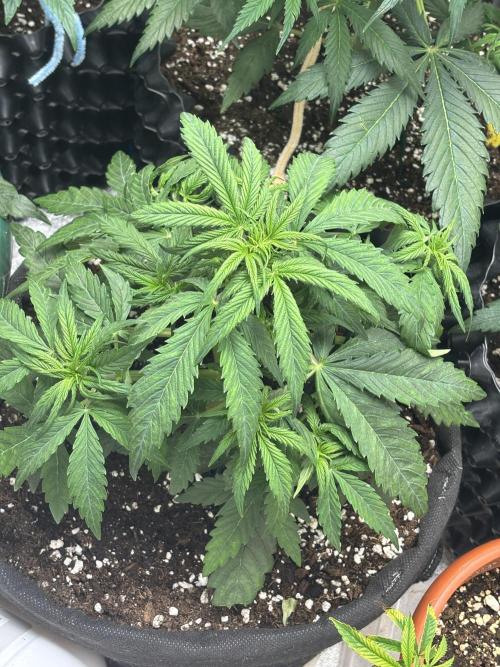 OSS autoflower show. Week 5
