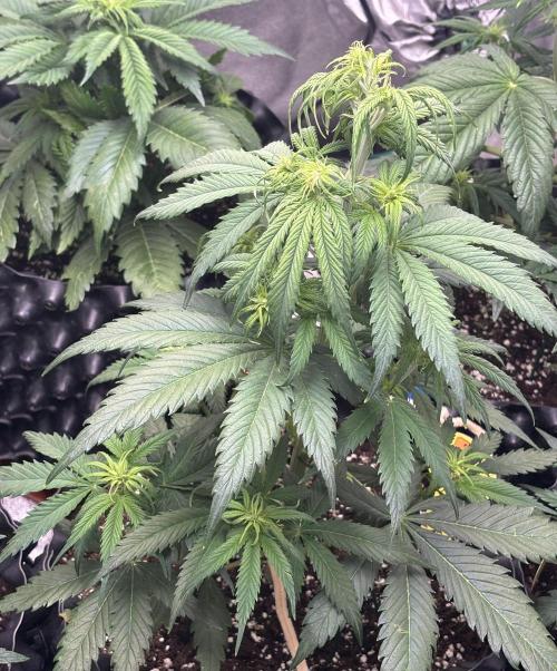 OSS autoflower show. Week 5