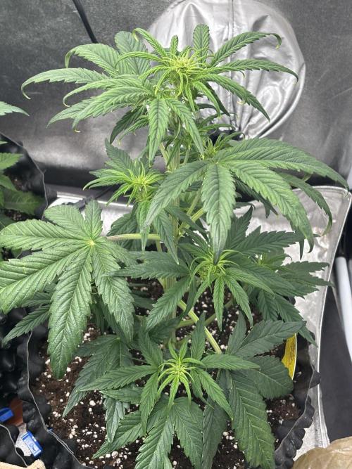 OSS autoflower show. Week 5