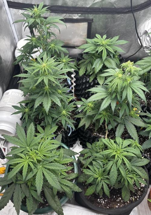 OSS autoflower show. Week 5