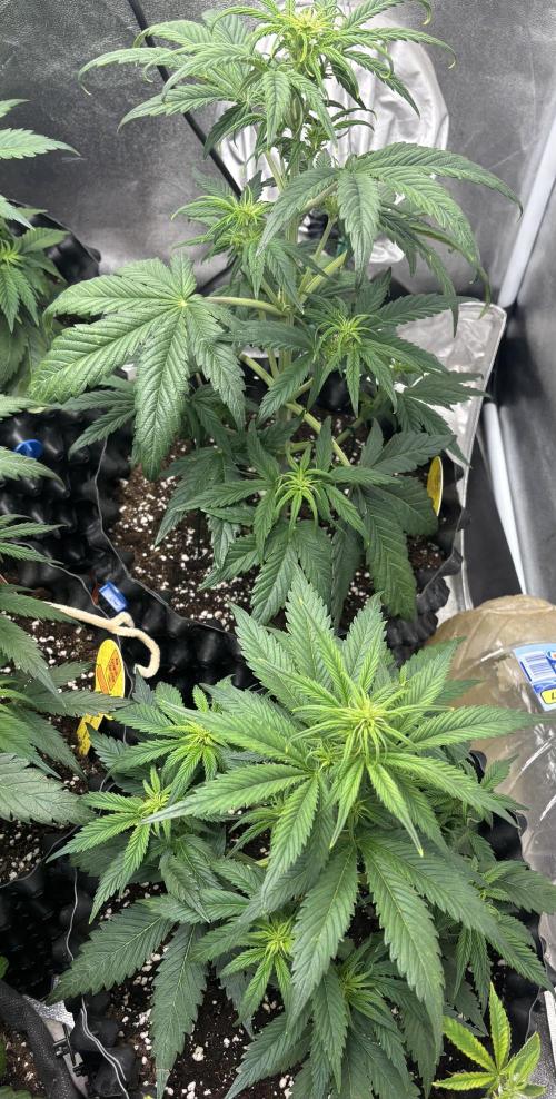 OSS autoflower show. Week 5