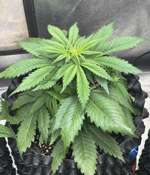 OSS autoflower show. Week 5