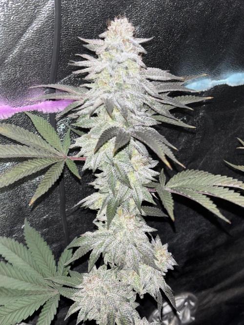 Lemon Cherry Gelato. Week 16