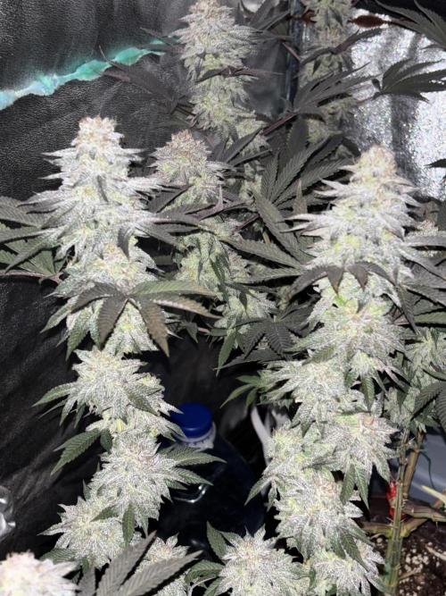 Lemon Cherry Gelato. Week 16