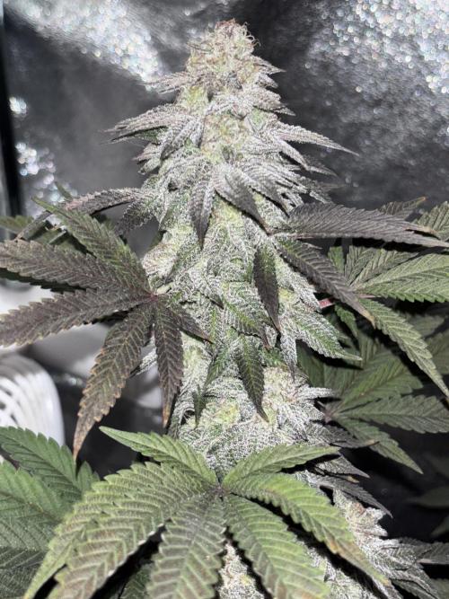 Lemon Cherry Gelato. Week 16