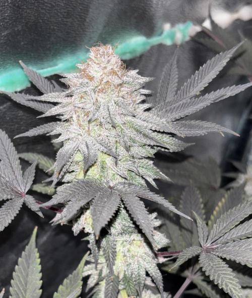 Lemon Cherry Gelato. Week 16
