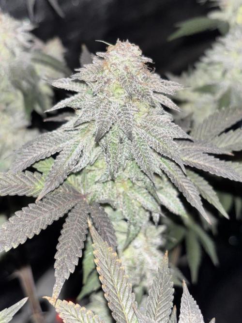 Lemon Cherry Gelato. Week 16