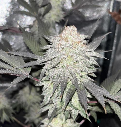 Lemon Cherry Gelato. Week 16