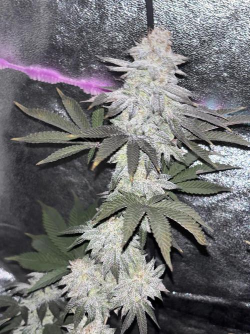 Lemon Cherry Gelato. Week 16