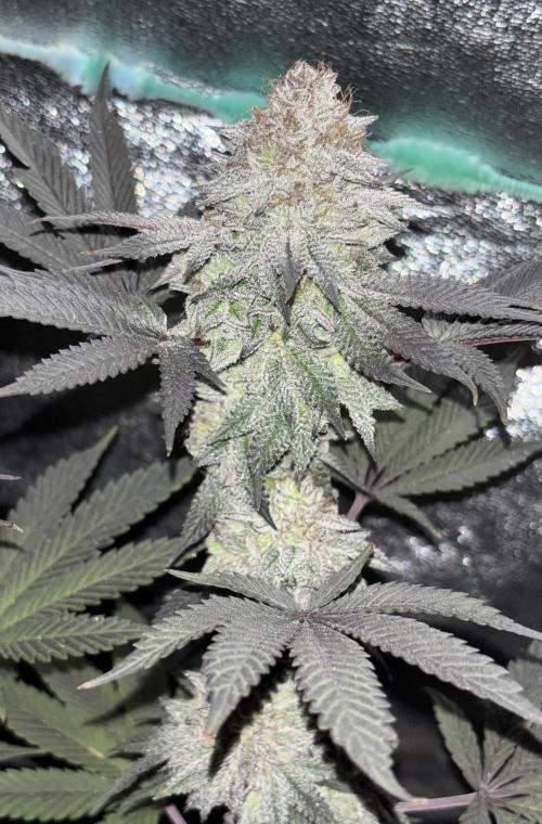 Lemon Cherry Gelato. Week 16