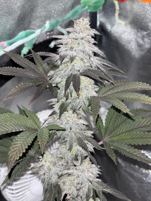 Lemon Cherry Gelato. Week 16