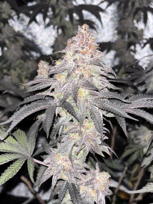 Papayton. Week 16