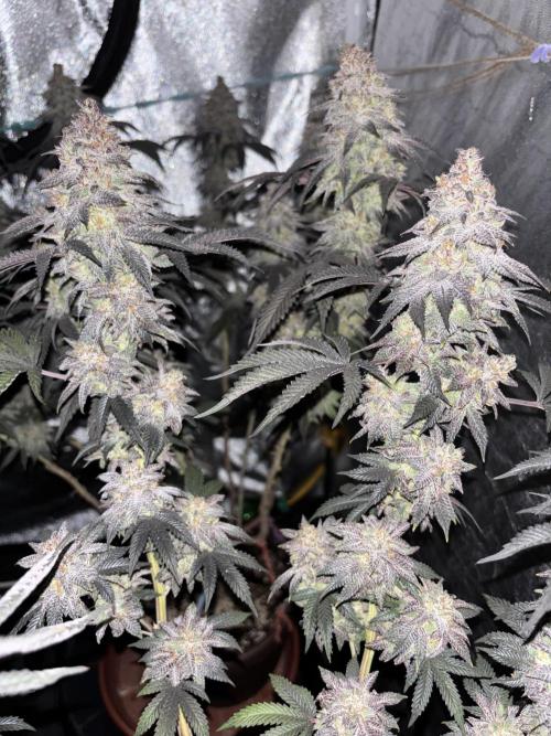 Papayton. Week 16