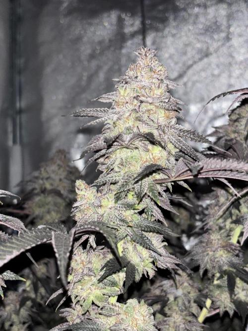 Papayton. Week 16