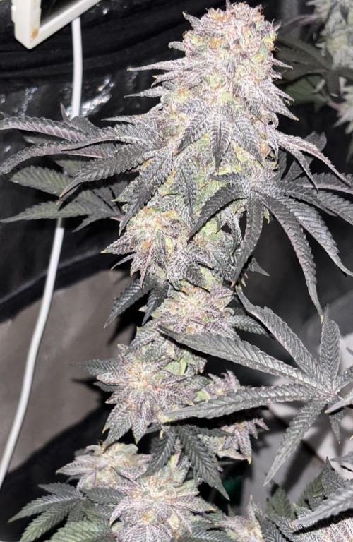 Papayton. Week 16
