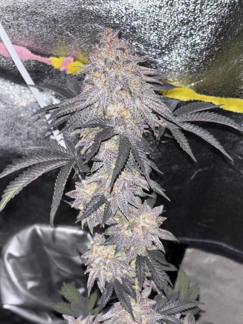 Papayton. Week 16