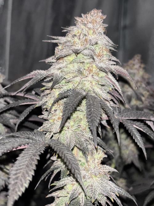 Papayton. Week 16