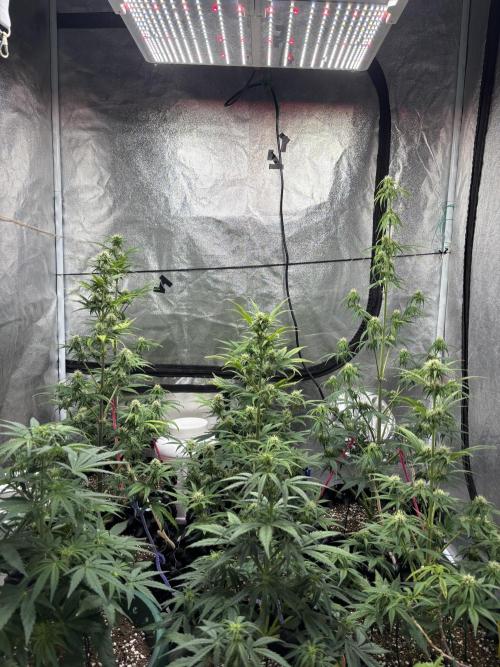 OSS autoflower show. Week 6